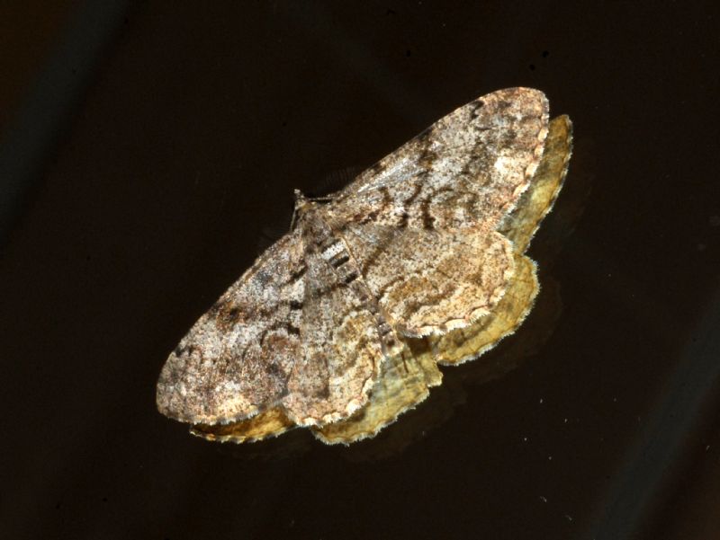 Geometridae ... allo specchio: Peribatodes secundaria